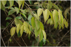 Erycibe paniculata
